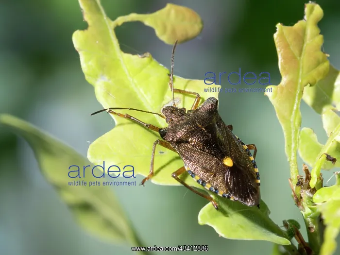 : Red Legged Shield Bug - Forest Bug - UK : Red Legged Shield Bug - Forest Bug - UK