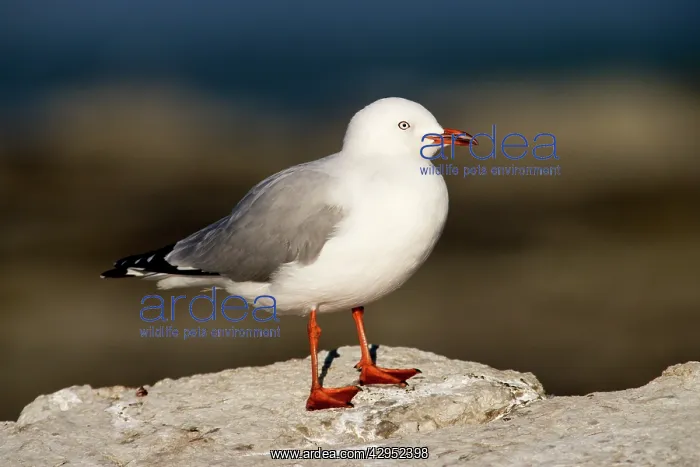  : Red-Legged  /  Silver Gull