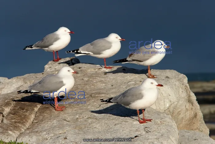 : Red-Legged / Silver Gull : Red-Legged / Silver Gull