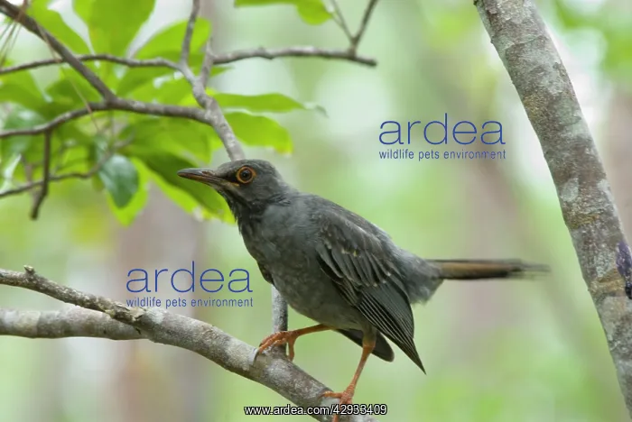 : Red-legged Thrush : Red-legged Thrush