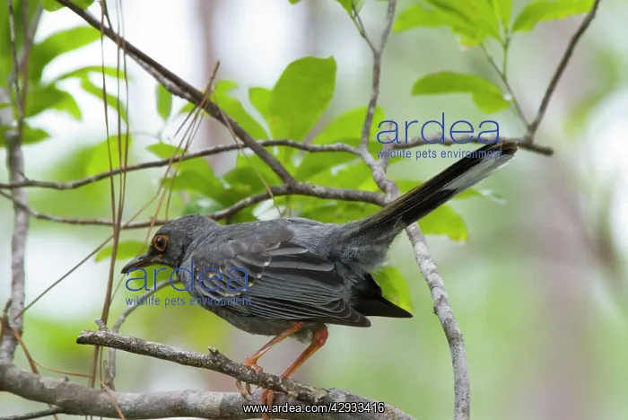 : Red-legged Thrush : Red-legged Thrush
