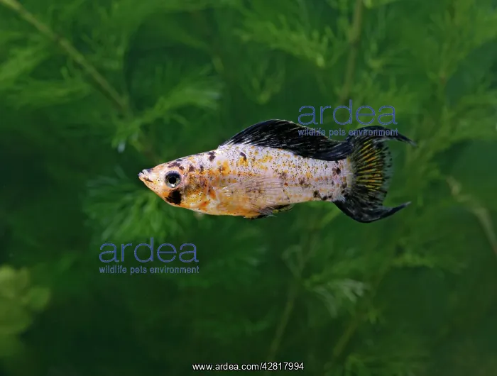 : Red leopard lyretail molly - side view : Red leopard lyretail molly - side view