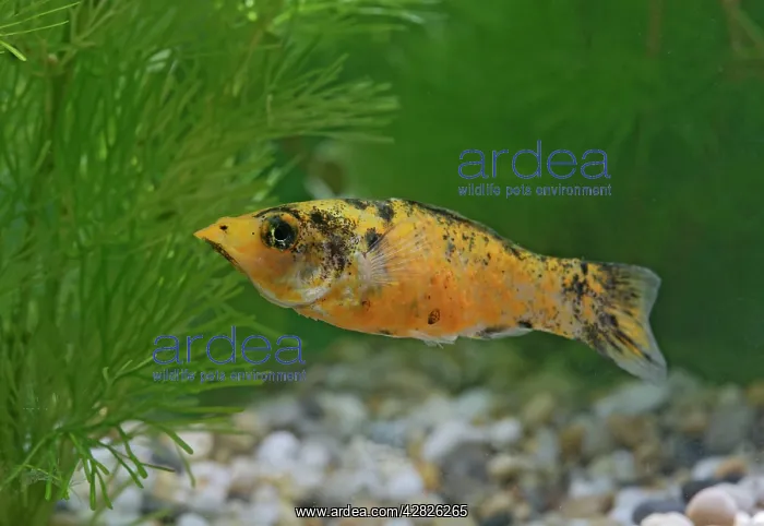 : Red Leopard Molly - side view by weeds - variant : Red Leopard Molly - side view by weeds - variant