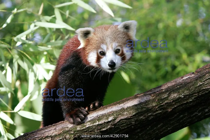 : Red / Lesser PANDA / Red cat-bear : Red / Lesser PANDA / Red cat-bear