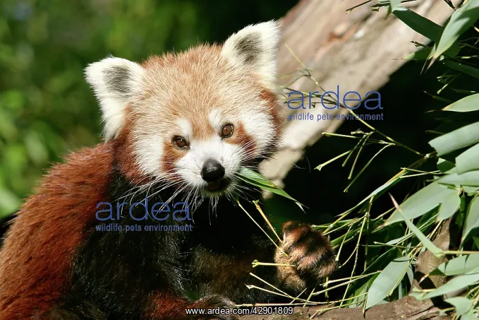 : Red / Lesser PANDA / Red cat-bear : Red / Lesser PANDA / Red cat-bear