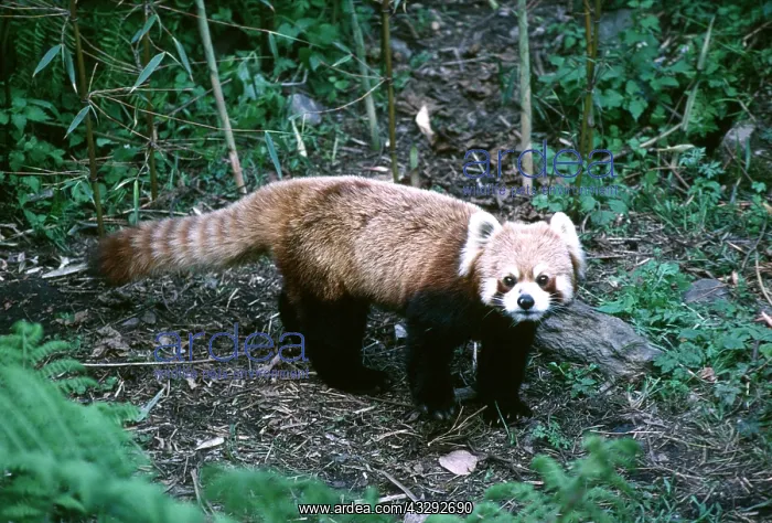 : Red / Lesser PANDA / Red cat-bear : Red / Lesser PANDA / Red cat-bear