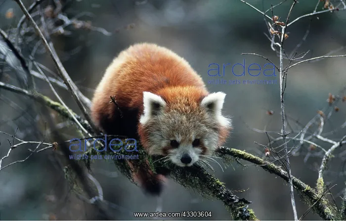 : Red / Lesser PANDA / Red cat-bear : Red / Lesser PANDA / Red cat-bear