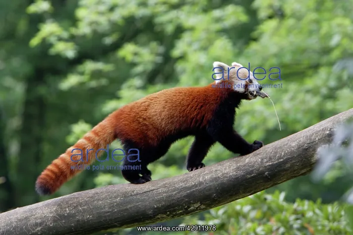 : Red / Lesser PANDA / Red cat-bear - animal transporting : Red / Lesser PANDA / Red cat-bear - animal transporting
