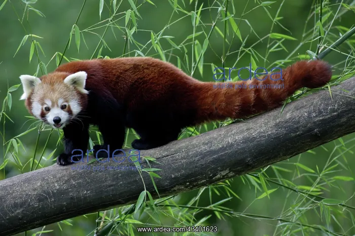  : Red  /  Lesser PANDA  /  Red cat-bear - animal on tree stem