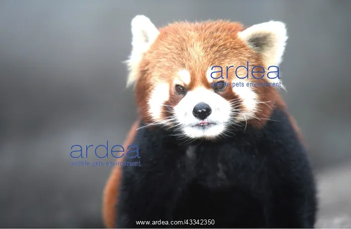 : Red / Lesser PANDA / Red cat-bear - close-up of head : Red / Lesser PANDA / Red cat-bear - close-up of head