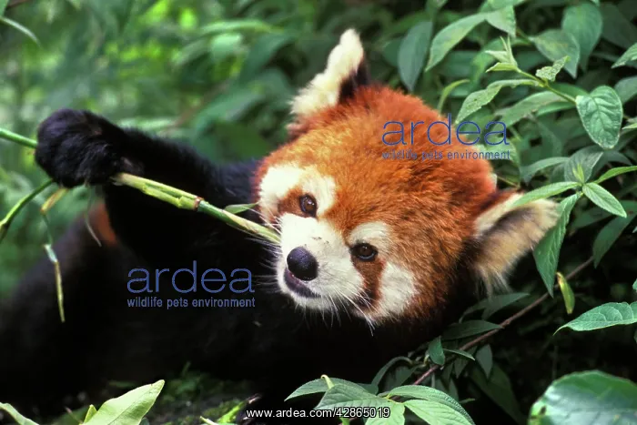 : Red / Lesser PANDA / Red cat-bear - Eating bamboo shoot : Red / Lesser PANDA / Red cat-bear - Eating bamboo shoot