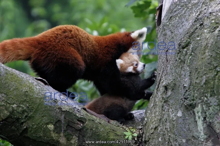 : Red / Lesser PANDA / Red cat-bear - female transporting baby : Red / Lesser PANDA / Red cat-bear - female transporting baby