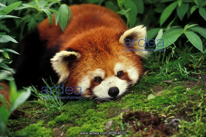  : Red  /  Lesser PANDA  /  Red cat-bear - Lying on moss