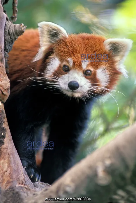 : Red / Lesser PANDA / Red cat-bear - Peering through : Red / Lesser PANDA / Red cat-bear - Peering through