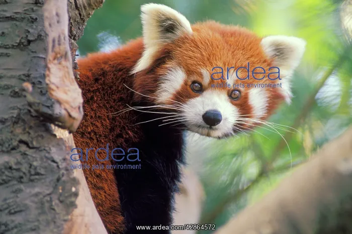 : Red / Lesser PANDA / Red cat-bear - Peering round : Red / Lesser PANDA / Red cat-bear - Peering round