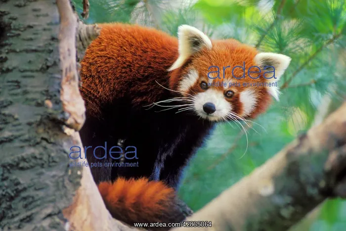 : Red / Lesser PANDA / Red cat-bear - Peering round : Red / Lesser PANDA / Red cat-bear - Peering round