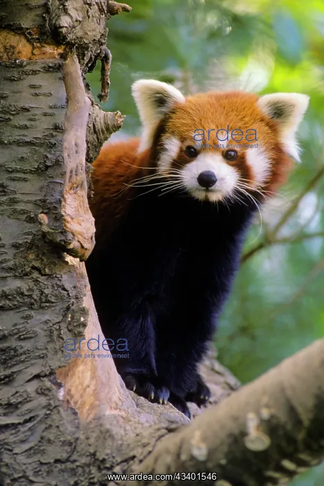 : Red / Lesser PANDA / Red cat-bear - Peering round : Red / Lesser PANDA / Red cat-bear - Peering round