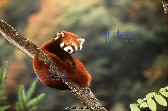 : Red / Lesser PANDA / Red cat-bear - Sitting on branch : Red / Lesser PANDA / Red cat-bear - Sitting on branch