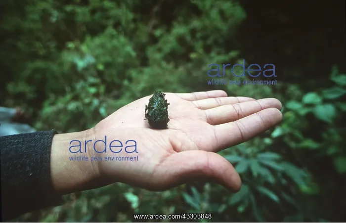 : Red / Lesser PANDA / Red cat-bear - SPRAINT held in hand : Red / Lesser PANDA / Red cat-bear - SPRAINT held in hand