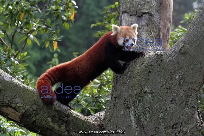 : Red / Lesser PANDA / Red cat-bear - standing in tree fork : Red / Lesser PANDA / Red cat-bear - standing in tree fork