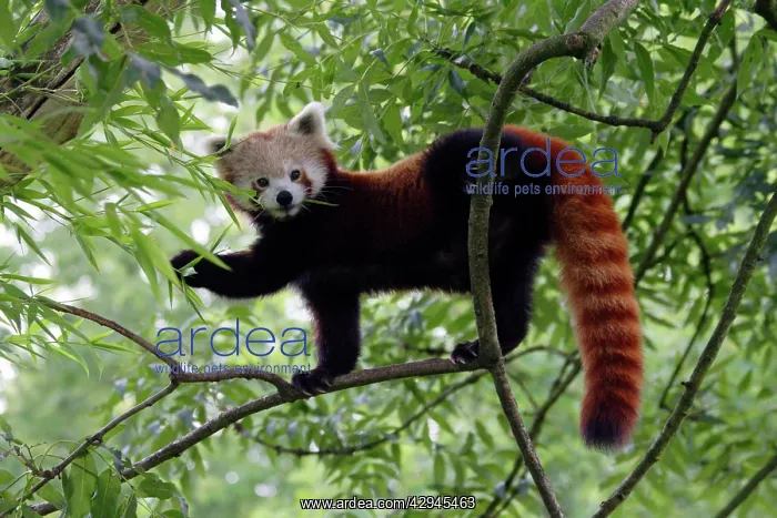 : Red / Lesser PANDA / Red cat-bear - in tree : Red / Lesser PANDA / Red cat-bear - in tree