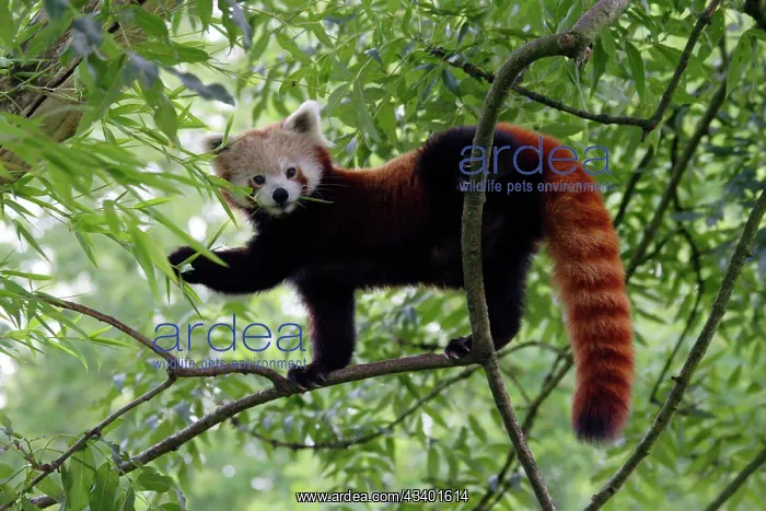: Red / Lesser PANDA / Red cat-bear - in tree : Red / Lesser PANDA / Red cat-bear - in tree