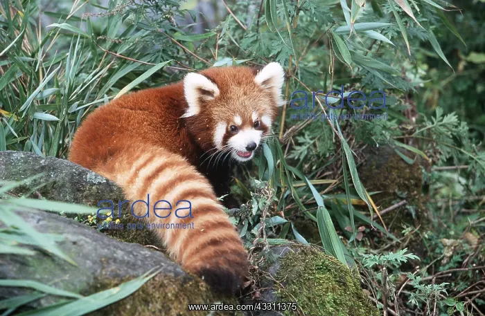 : Red / Lesser PANDA / Red cat-bear - among vegetation : Red / Lesser PANDA / Red cat-bear - among vegetation