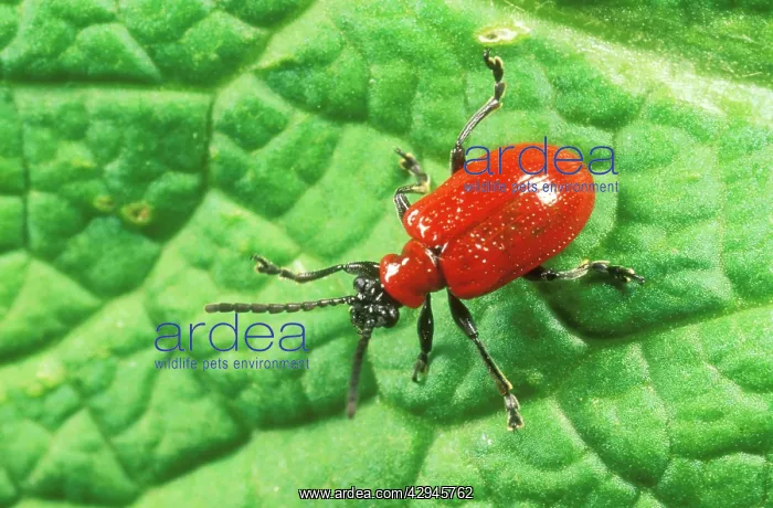 : Red Lily BEETLE : Red Lily BEETLE