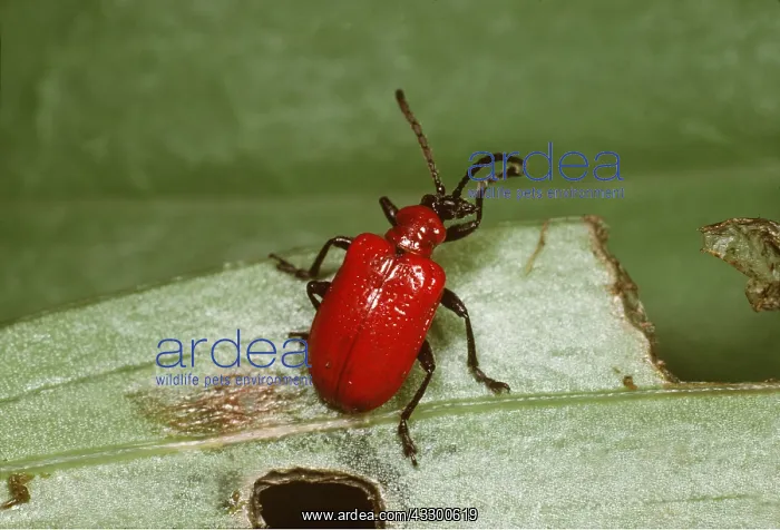 : Red Lily Beetle : Red Lily Beetle