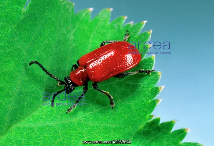 : Red Lily Beetle - Adult on leaf : Red Lily Beetle - Adult on leaf
