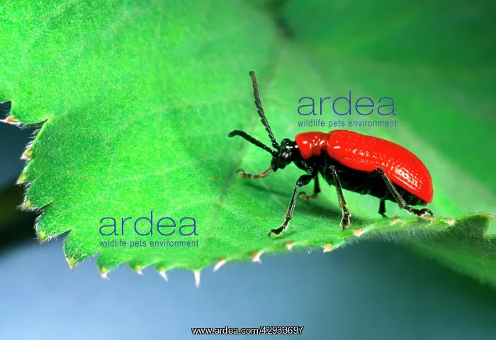 : Red Lily Beetle - Adult on leaf : Red Lily Beetle - Adult on leaf