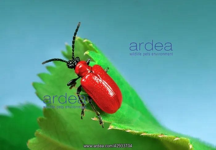 : Red Lily Beetle - Adult on leaf : Red Lily Beetle - Adult on leaf