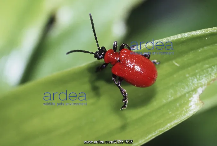 : Red LILY BEETLE - adult on leaf : Red LILY BEETLE - adult on leaf