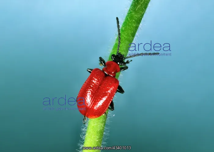 : Red Lily Beetle - Adult on plant stem : Red Lily Beetle - Adult on plant stem