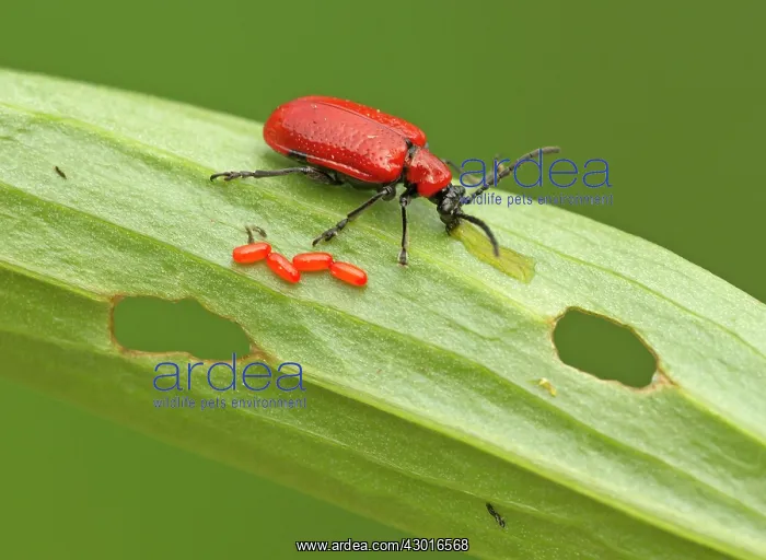 : Red Lily Beetle eggs on lily leaf excreting from : Red Lily Beetle eggs on lily leaf excreting from