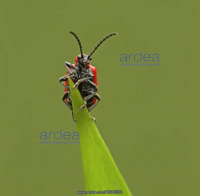  : Red Lily Beetle at end of lily leaf May