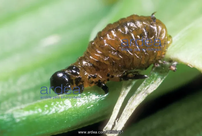 : Red Lily Beetle - Larvae : Red Lily Beetle - Larvae