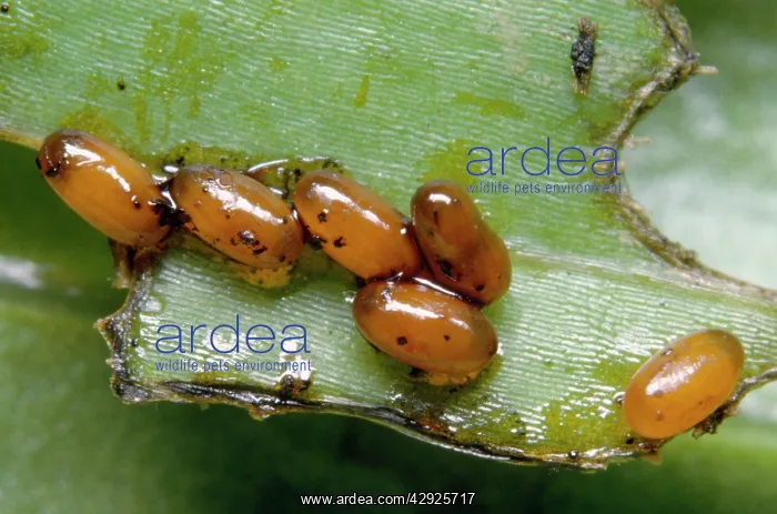 : Red Lily Beetle larvae - eggs : Red Lily Beetle larvae - eggs