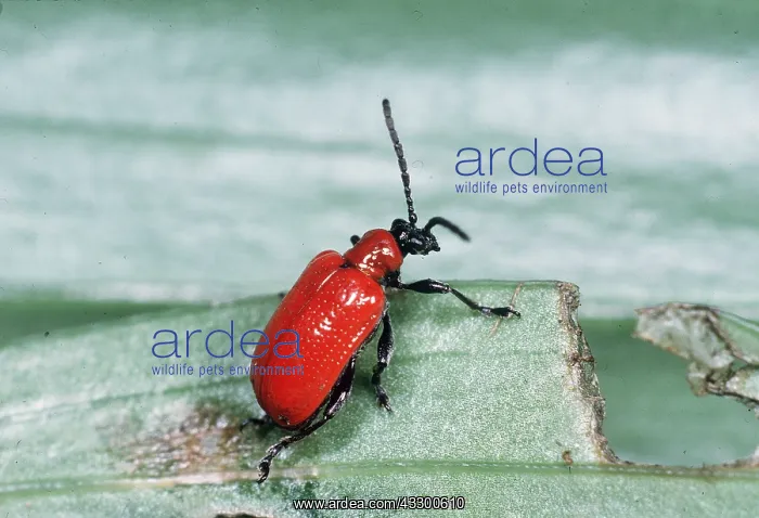 : RED LILY BEETLE - laying eggs : RED LILY BEETLE - laying eggs