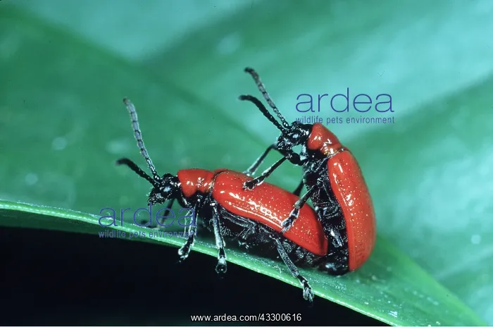 : RED LILY BEETLES - mating pair. Common garden pest : RED LILY BEETLES - mating pair. Common garden pest