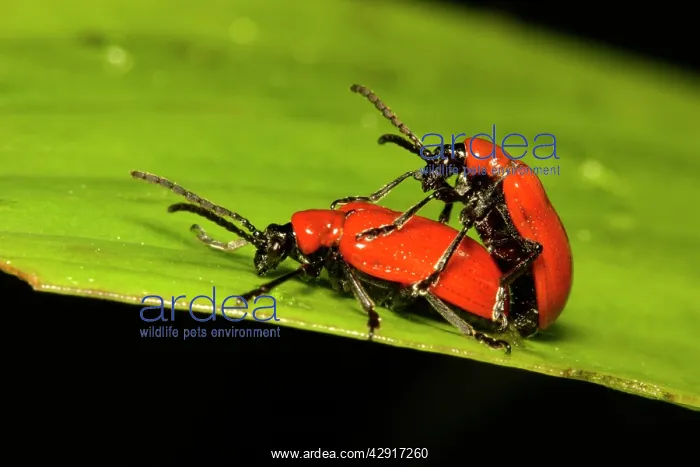 : Red Lily Beetles - pair mating : Red Lily Beetles - pair mating