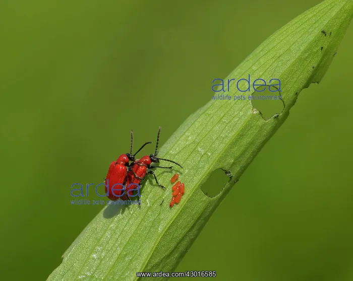 : Red Lily Beetles paired with eggs on Lily leaf May : Red Lily Beetles paired with eggs on Lily leaf May