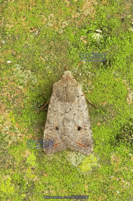 : Red-line Quaker Moth : Red-line Quaker Moth