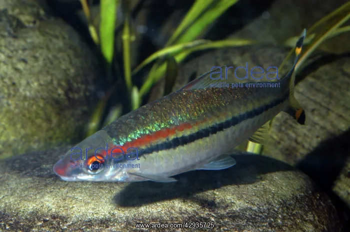 : Red Line Torpedo Barb : Red Line Torpedo Barb