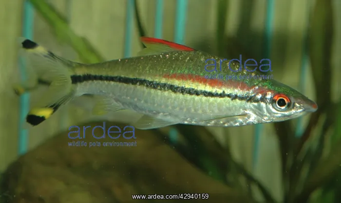 : Red line torpedo barb : Red line torpedo barb
