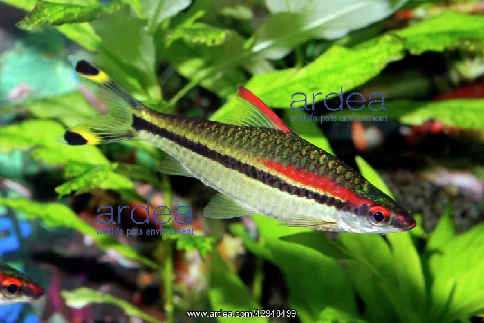 : Red Line Torpedo Fish : Red Line Torpedo Fish