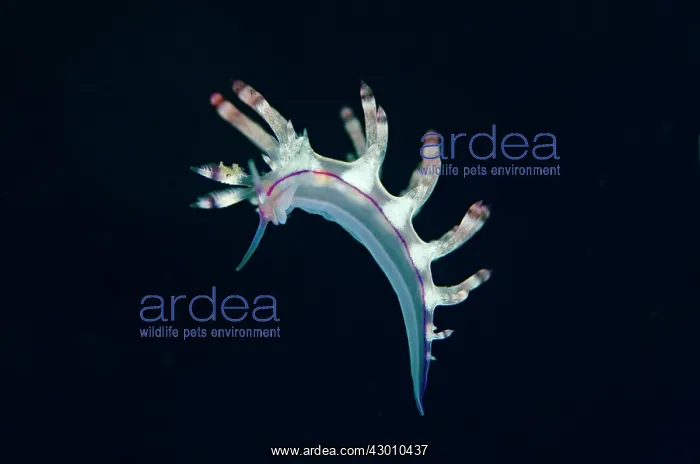 : Red-lined Flabellina Nudibranch swimming in water : Red-lined Flabellina Nudibranch swimming in water