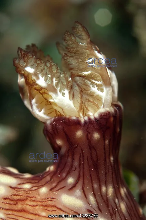 : Red-lined Jorunna Nudibranch - gills : Red-lined Jorunna Nudibranch - gills