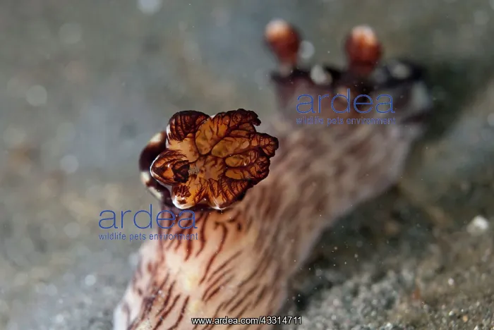 : Red-lined Jorunna Nudibranch - gills : Red-lined Jorunna Nudibranch - gills