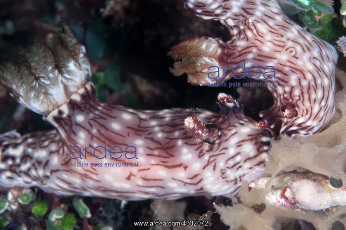 : Red-lined Jorunna Nudibranchs - feeding pair : Red-lined Jorunna Nudibranchs - feeding pair